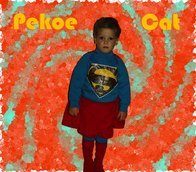 Pekoe Cat Pekoe Cat
